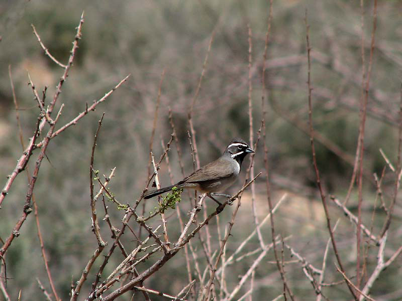 Grand Canyon - Black-chinned Sparrow